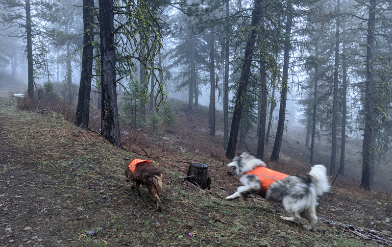 dogs, forest