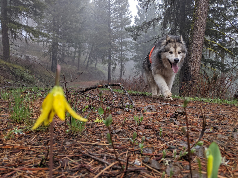 dog, flower, trees