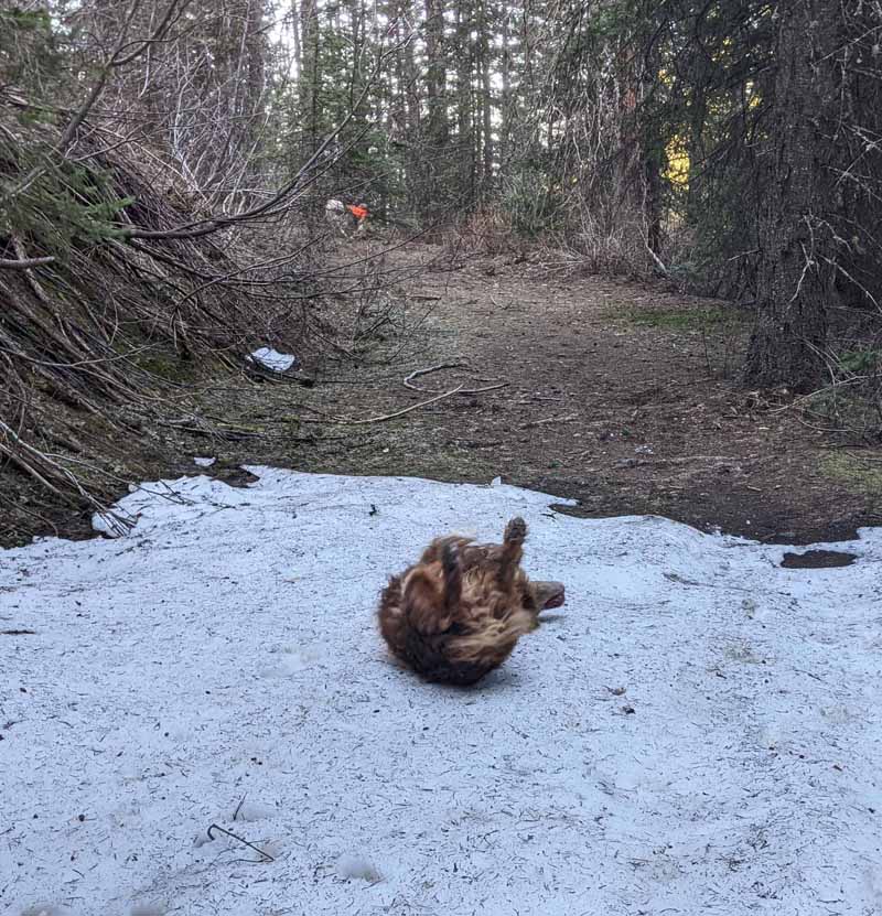 dog rolling on snow