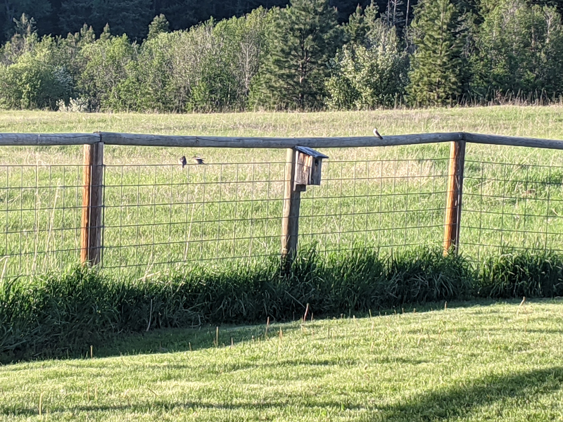 two mountain bluebirds and two tree swallows near nest box on fence.