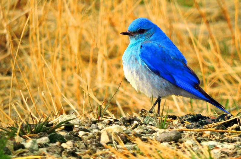 Male mountain bluebird