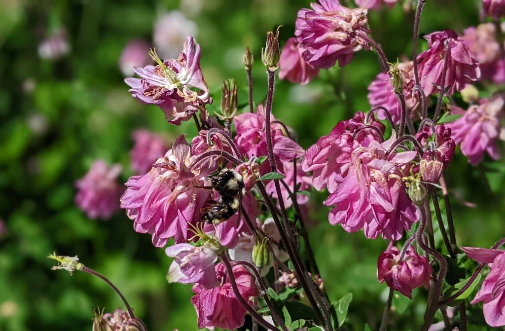 Bumblebee feeding on columbine flower.
