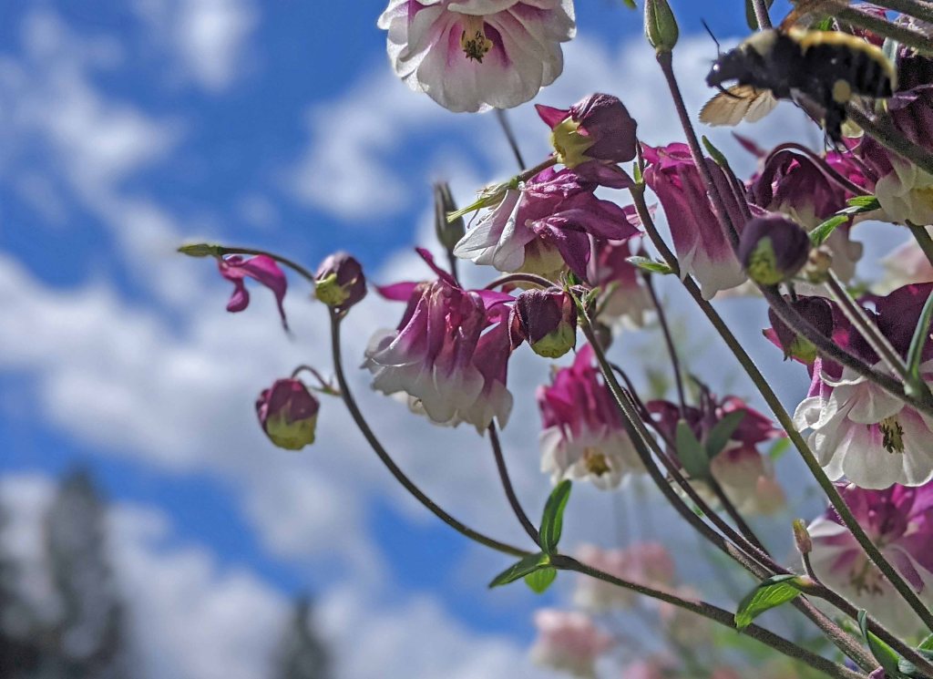 Large bumblebee flying into closeup of columbine flowers.