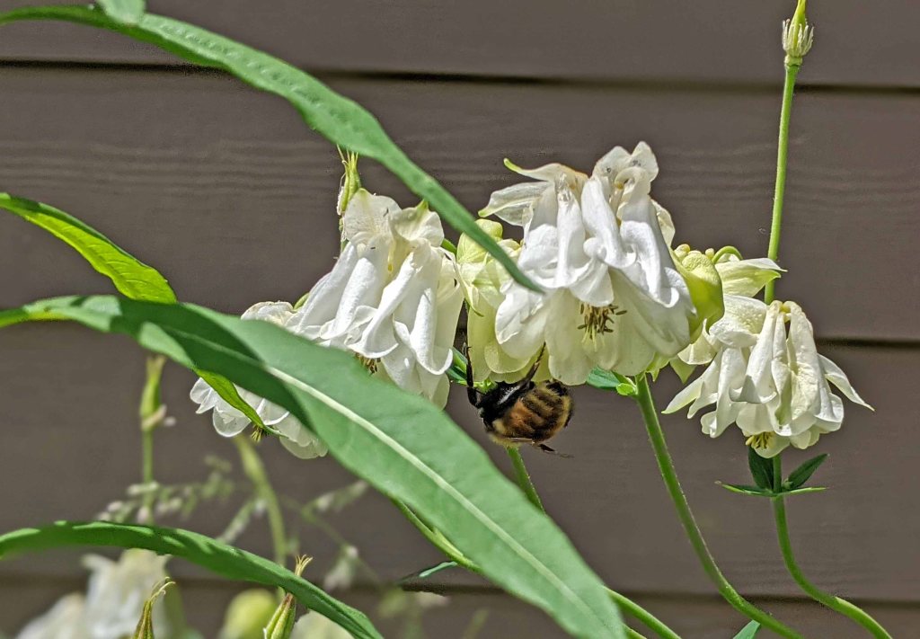 Bumblebee feeding on a columbine flower.