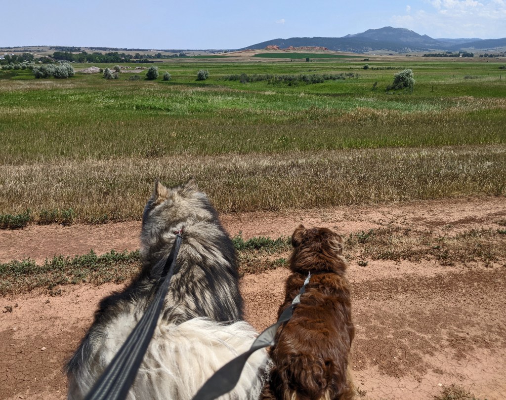dogs, open landscape