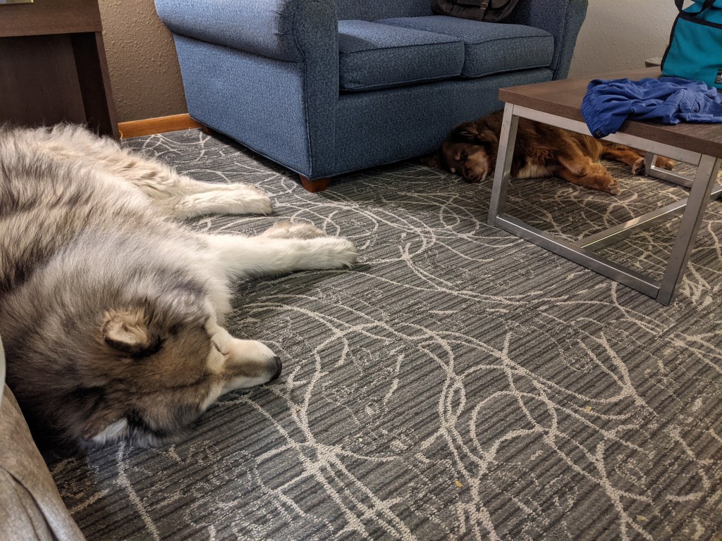 Dogs sleeping in hotel room.