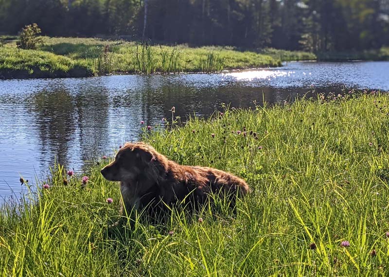 Finn resting beside a pond
