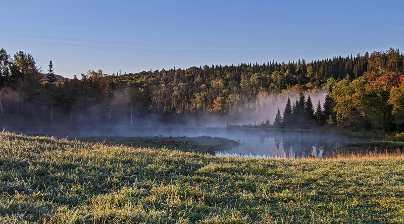 mist on pond, geese in grass, fall color in trees