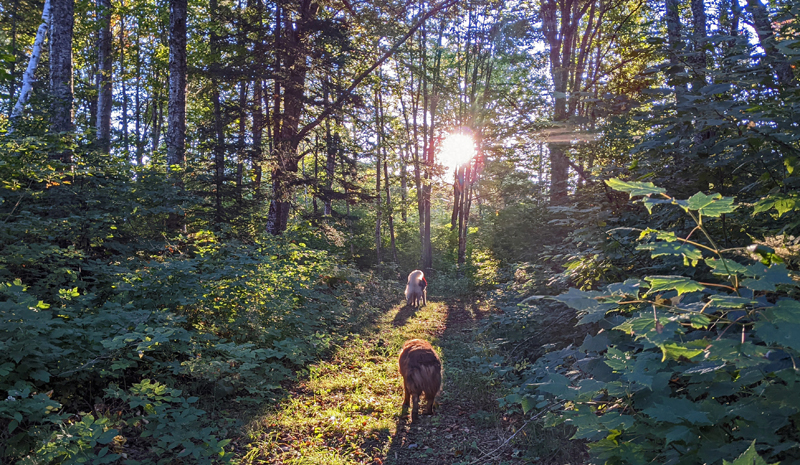 dogs on forest path, morning sun through maple and birch trees