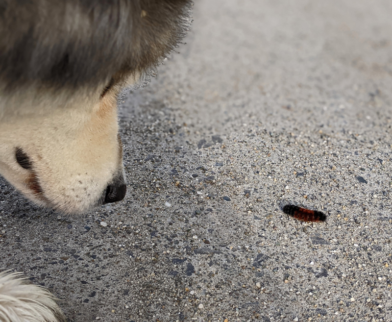 dog nose next to woolly bear caterpillar on road