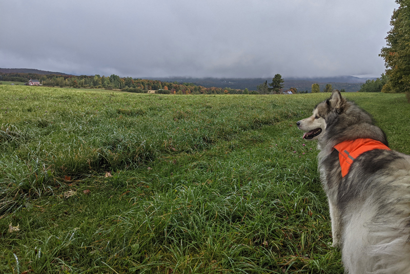 dog looking across grass field