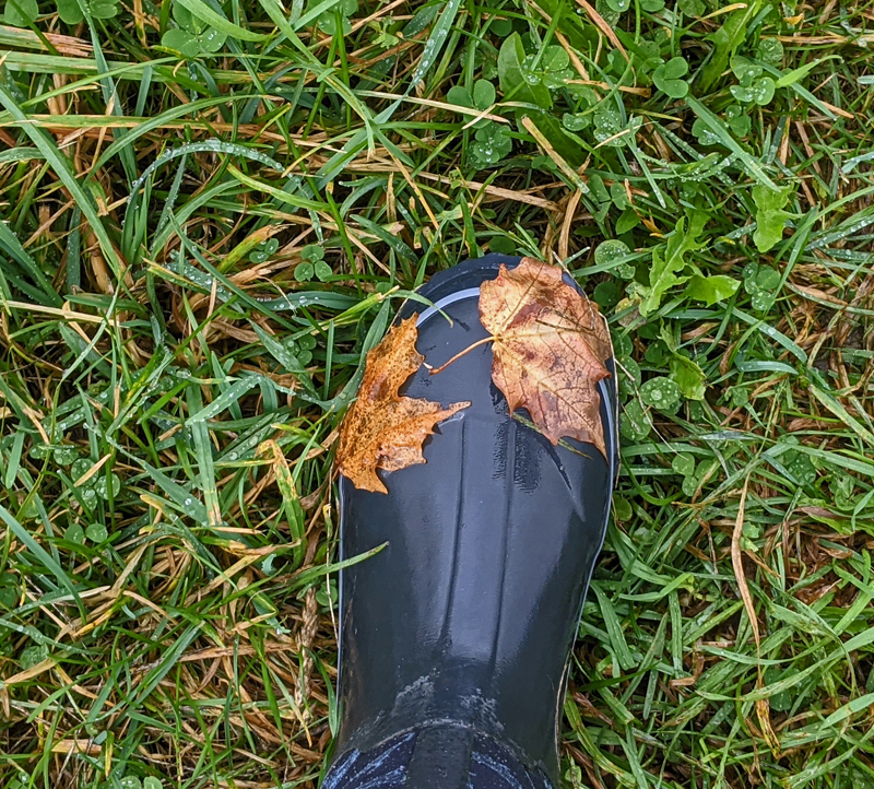 wet maple leaves stuck on boot