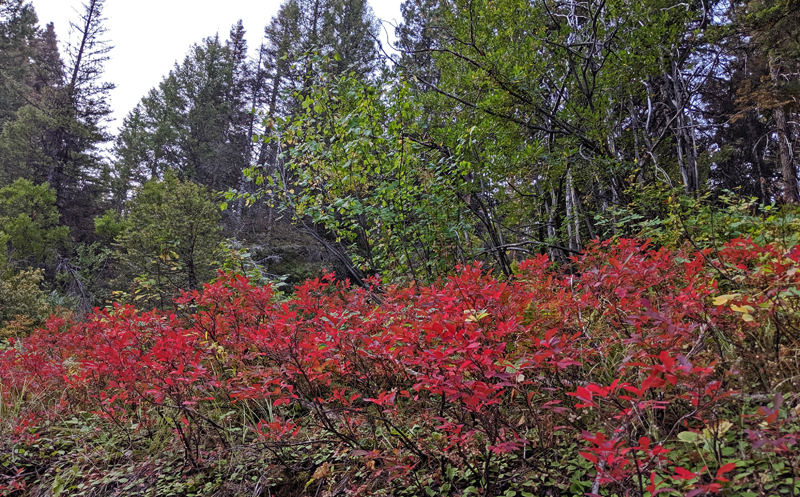 Idaho huckleberry shrubs with red leaves in fall color