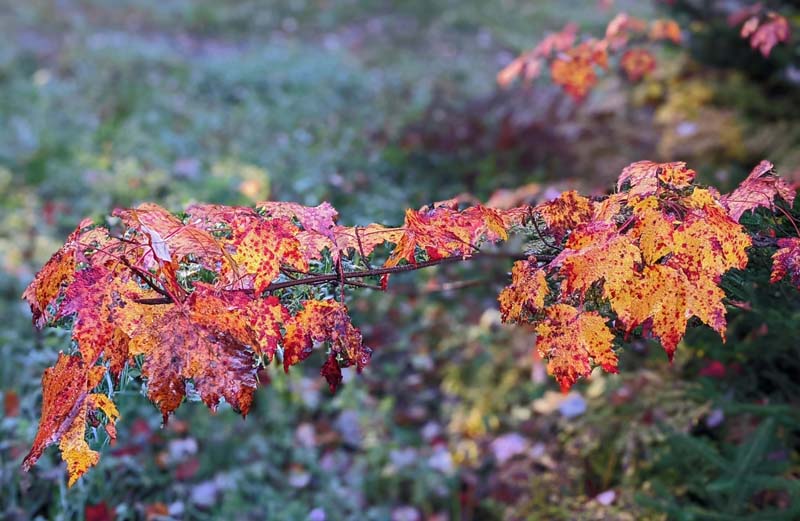 close-up of red and yellow maple leaves on branch