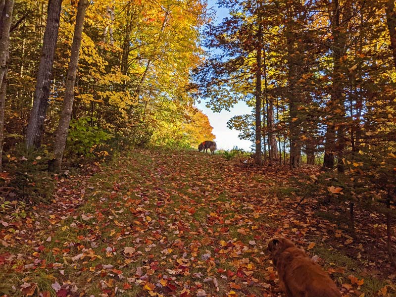 dogs on leaf-covered hill in woods