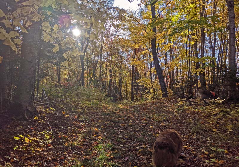sunlight through trees with yellow leaves, dog on leaf-covered trail