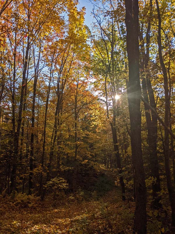 sunlight through tall maple trees with yellow and orange leaves