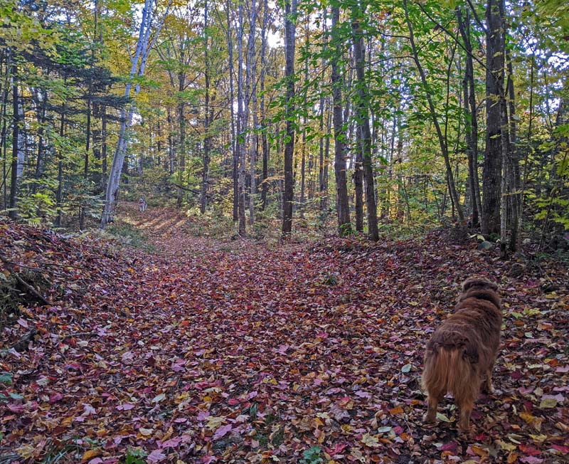 dogs on leaf-covered trail in woods