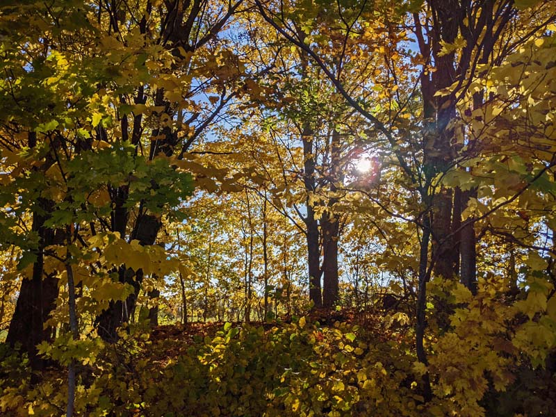 sunlight through yellow maple leaves