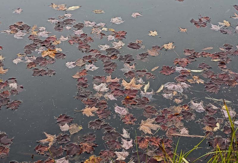 red and brown maple leaves on pond surface