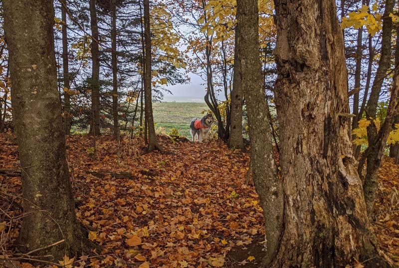 dog on leave-covered trail through trees