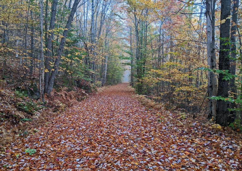 rail trail completely covered in leaves