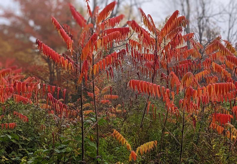 Bright orange sumac leaves.
