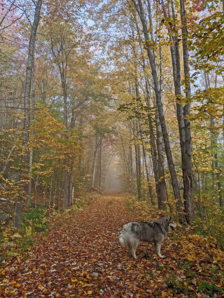 dog on leaf-covered trail leading toward fog
