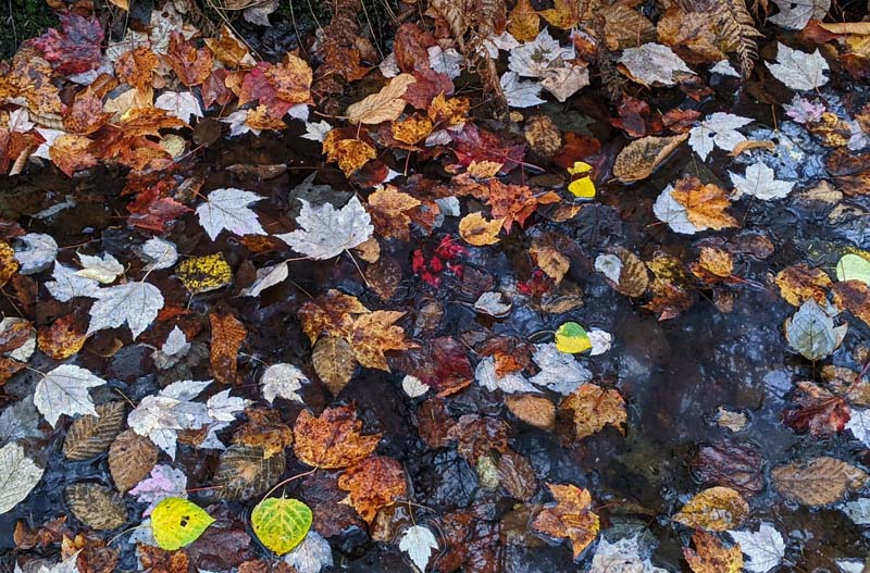 puddle with leaves covering its surface