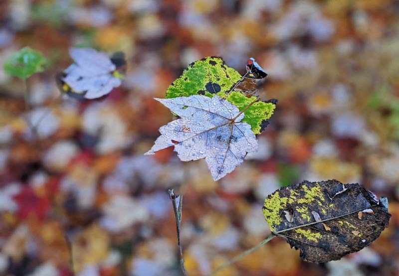 fallen maple leaves resting on young alder leaves not yet fallen off their tree