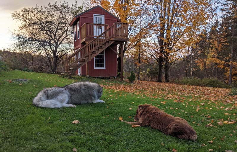 dogs in yard with shed/bunkhouse beyond