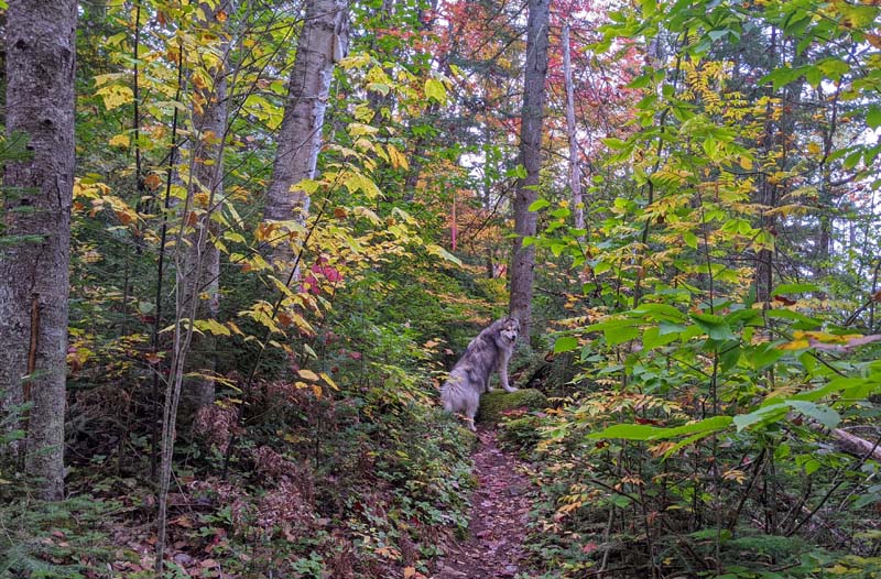 dog standing on small boulder alongside Peacham Bog Trail