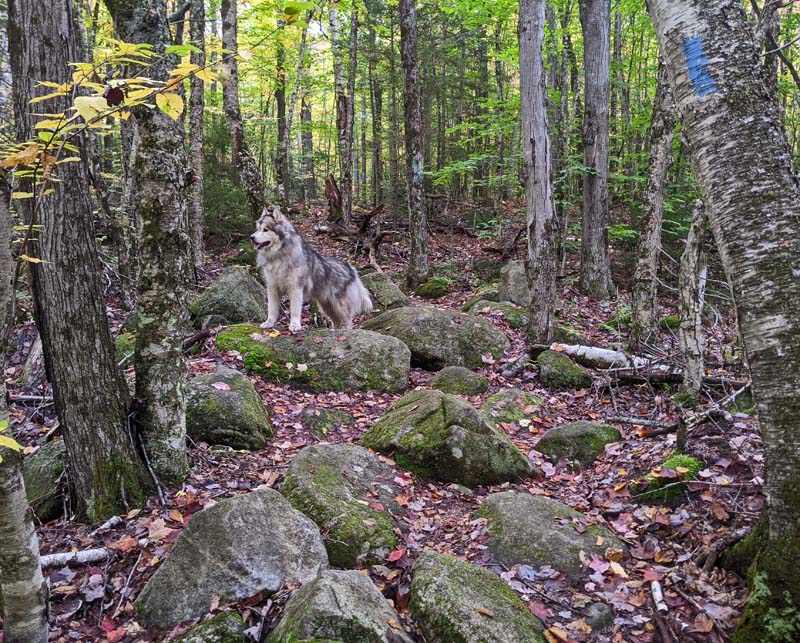 dog on boulders on Peacham Bog Trail