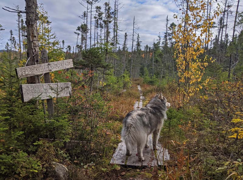 dog on Peacham Bog trail puncheon