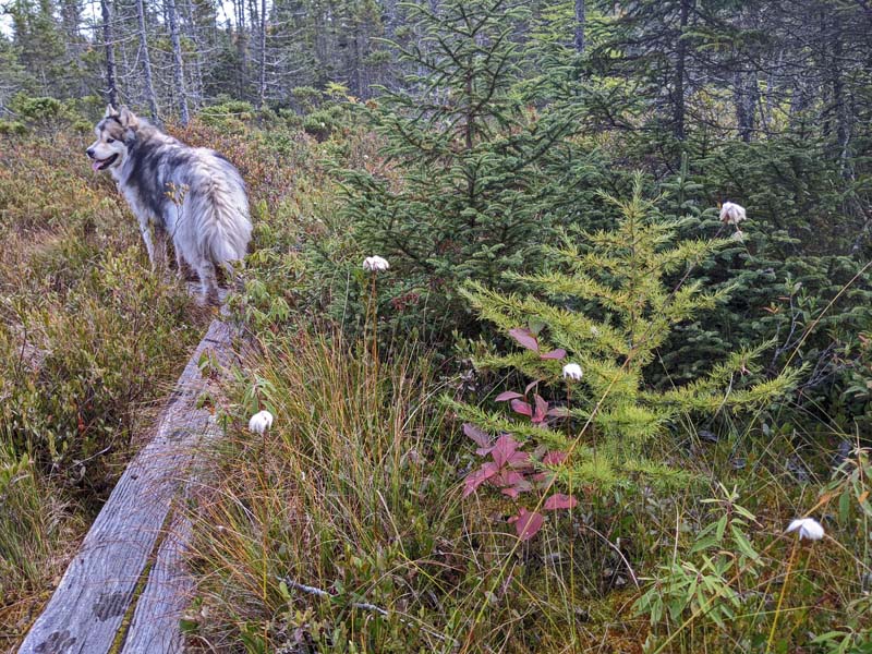 small tamarack tree next to dog on puncheon on trail in bog