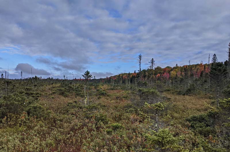 Peacham Bog from trail viewing platform