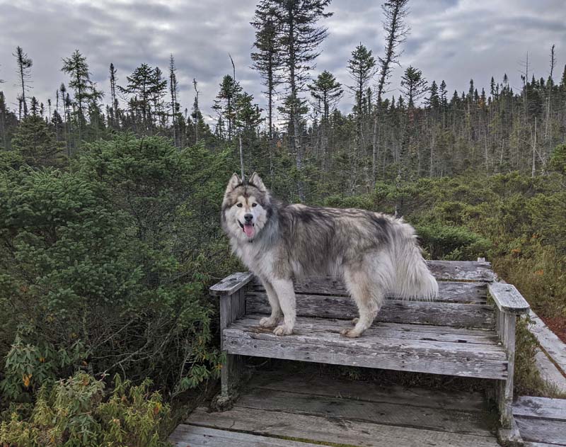 dog posing on trail platform bench