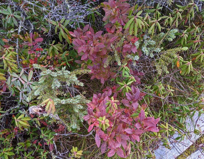 bright red leaves of huckleberry shrub among other green plants