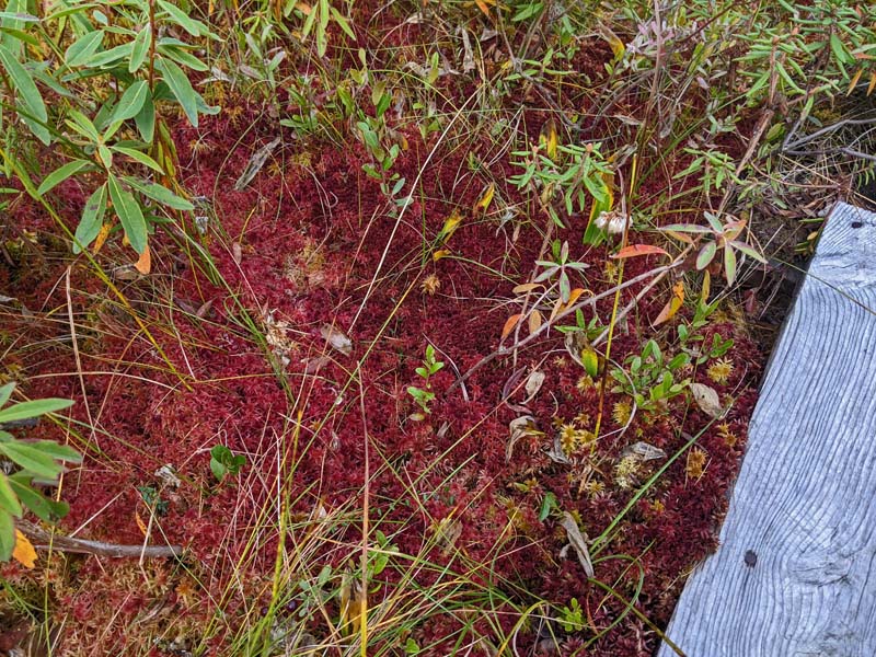 bright red sphagnum moss next to trail puncheon