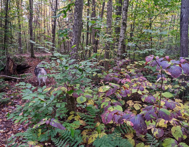 purple-leaved hobblebush plant alongside trail in forest