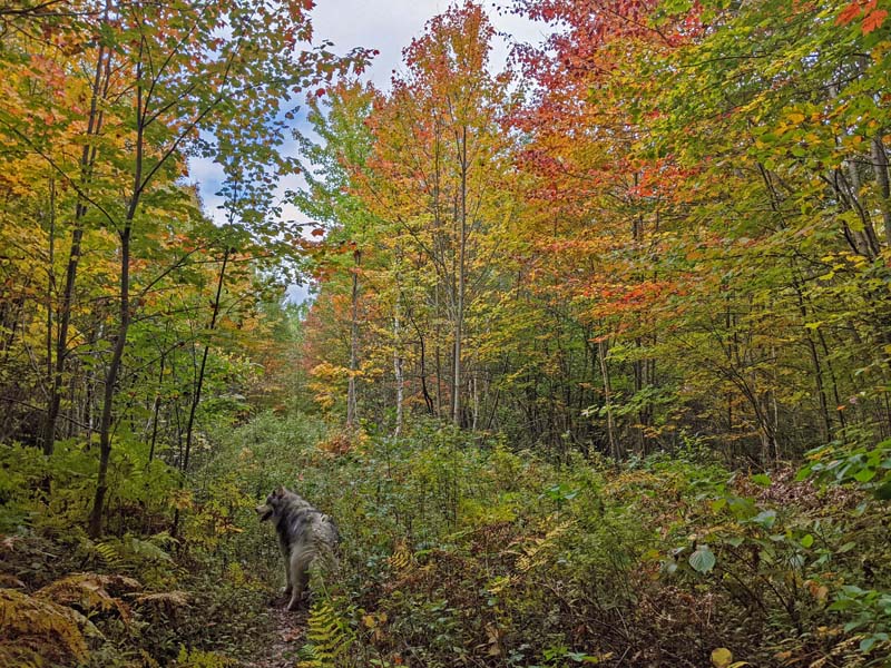 trees in fall colors, dog on trail