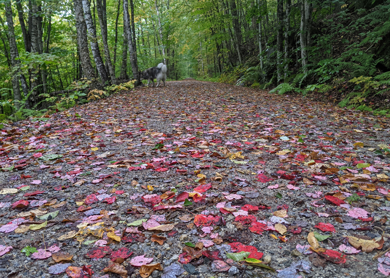 dropped leaves of red, orange, yellow and brown covering a rail trail