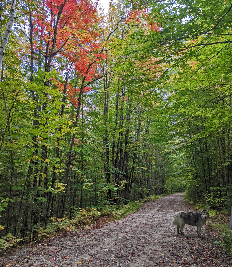 dog on trail, trees with fall foliage on both sides