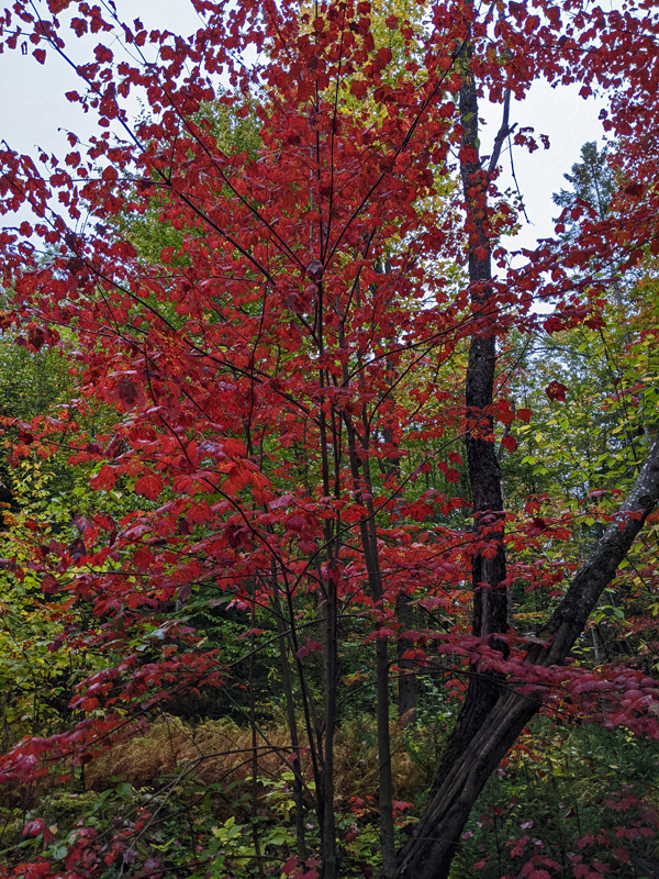maple with red leaves in woods