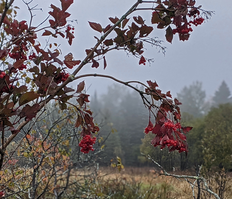 chokecherry tree leaves and berries