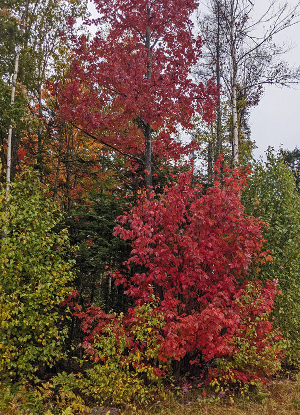 maple with bright red leaves