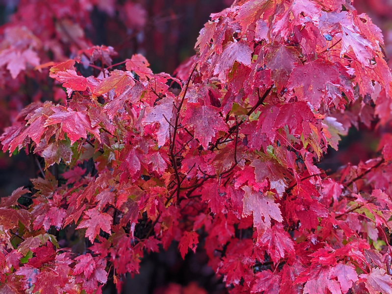 closeup of red maple leaves
