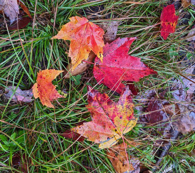 brightly colored maple leaves on ground