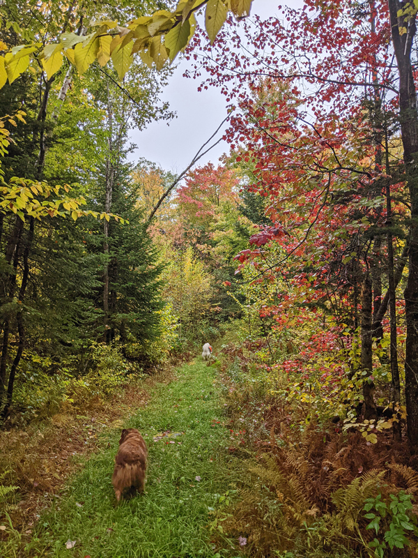 forest path with maples and other tree leaves in fall colors