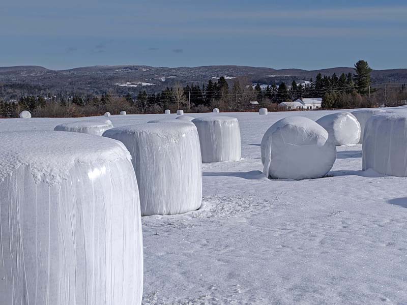 Plastic-wrapped round hay bales strewn across a snowy field.